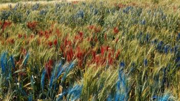 2 -  Spray painted field of wheat aka "my canvas".