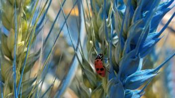 19 -  Lady bug on blue spray painted wheat.