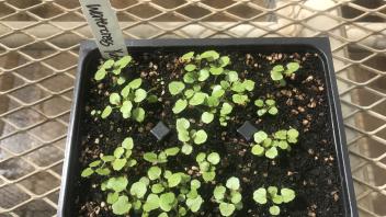 5 - Growing watercress (Nasturtium officinale) seedlings in the Orchard Park Greenhouse at UCD for transplanting. 