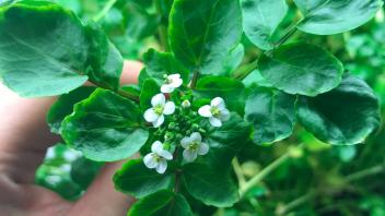 10 -  Picture was taken in the Mann Lab growth chamber for life cycle observation of watercress. 
