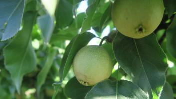 28 - A pair of immature Korean pear (Kingsburg, CA)