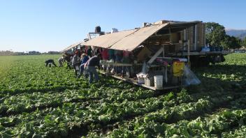 4 - Field harvesting and packing of lettuce (Salinas, CA)