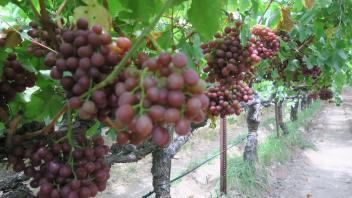 9 - Bountiful harvest awaits this table grapes vineyard (Bakersfield, CA)