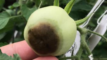 22 - Blossom end rot in tomato (Environmental Hort Greenhouse, UC Davis)