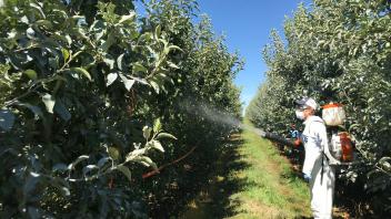 2 - A student spraying apple trees with plant growth regulator (Linden, CA)