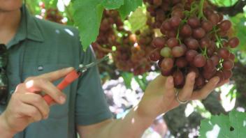 13 - A vineyard manager demonstrating how to harvest table grapes  (Bakersfield, CA)