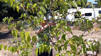 1 - Myself (Rachel Spaeth) demonstrating how to propagate a mulberry by air layering.
