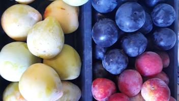 17 -  Wickson and El Dorado plums, and the Burbank plumcot harvested at the Luther Burbank Home & Gardens.  These are 3 of the 65 varieties that my labcrows watch over.