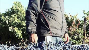 6 - Worker and his grapes affected by the smoke fire at Oakville Station, 2017.