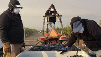 11 - Workers harvesting at UC Davis Oakville station during the 2017 fires. 