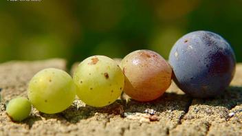 26 - Cabernet Sauvignon ripening at Oakville Station, UC Davis. 