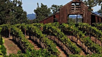 1 - Chardonnay vineyards in Sonoma, CA.