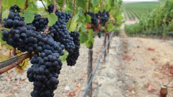 23 - Pinot Noir vineyard at Carneros, CA.