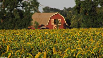 8 - Sunflower field and red burn in Davis, CA. 