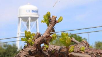 18 - Grapevine Bud Break at UC Davis 