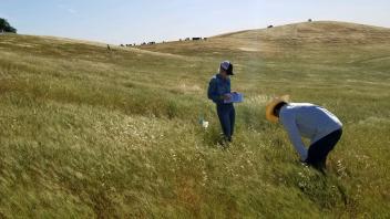 8 - We are collecting plant community composition data for a project examining the effect of a combined strip seeding/herbicide treatment on reducing yellow starthistle cover on annual rangeland. An audience of cows in the background is always a plus during a long field day!