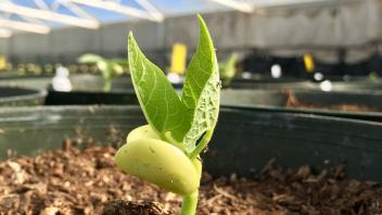 7 - lima bean seedling in GH75