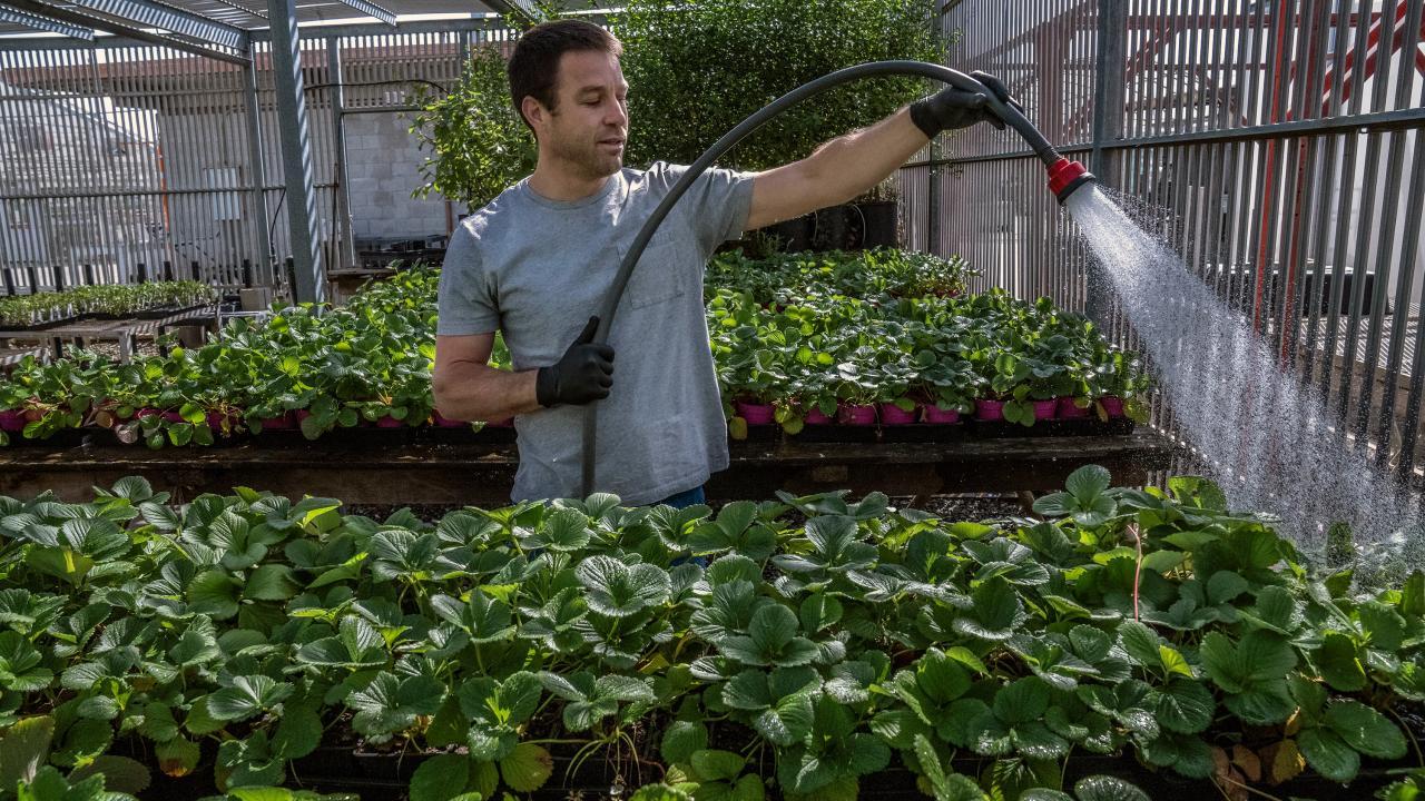 Chris Durand, CA&ES lead greenhouse manager, waters strawberry plants that will be donated after Picnic Day was cancelled due to the COVID-19 pandemic.