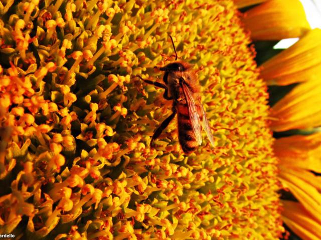 6 - Sunflower and Bee outside Davis, CA. 