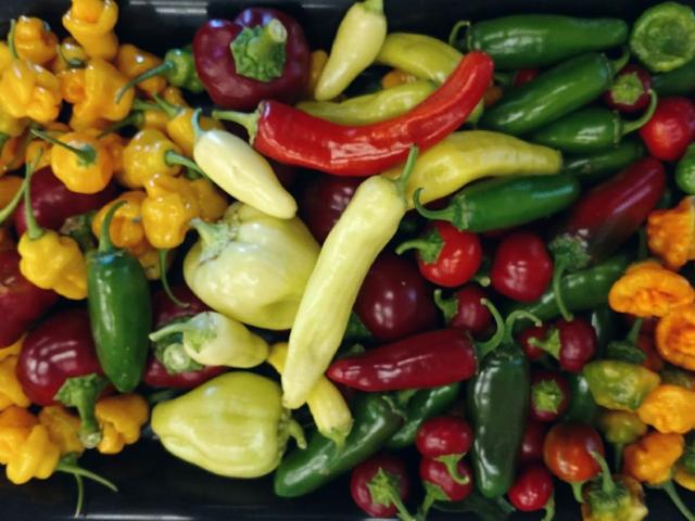 A wide variety of peppers grown at Department of Plant Sciences, UC Davis