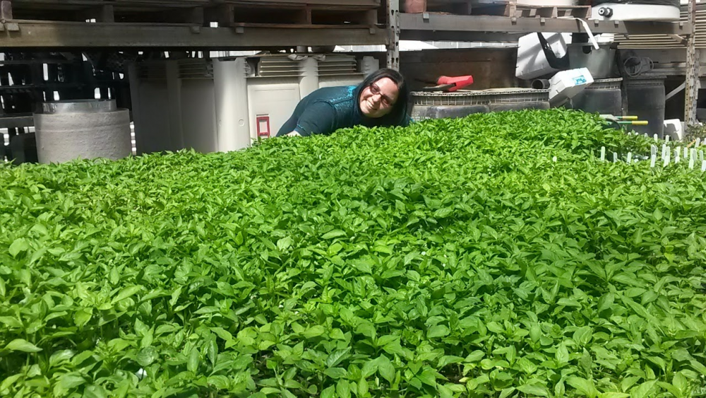 Randi and all her baby peppers hardening off just before going into the field