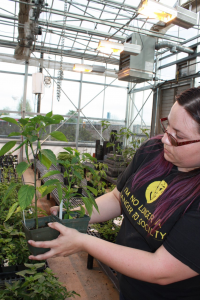 Comparing BCTV-infected to healthy control Pepper plant