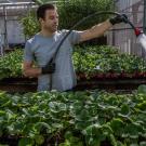 Chris Durand, CA&ES lead greenhouse manager, waters strawberry plants that will be donated after Picnic Day was cancelled due to the COVID-19 pandemic.