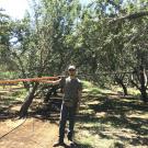 An image of a man standing in an almond orchard with an extendable pruning tool over his shoulder.